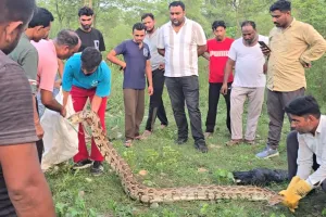 Python Snake: 50 किलो वजनी अजगर का किया रेस्क्यू 